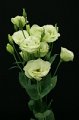 Eustoma Bolero Green